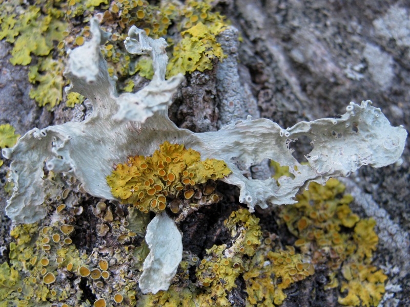 Alcuni pi� Ramalina